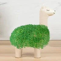 Fun Gifts for Llama Lovers